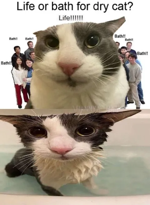 Life or Bath for Dry Cat