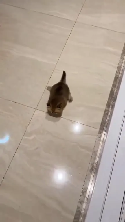 Котёнок идёт на ручки