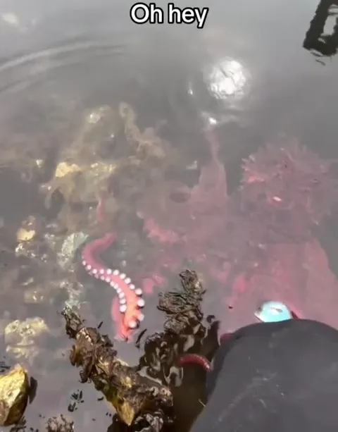 Oh Hey, Octopus