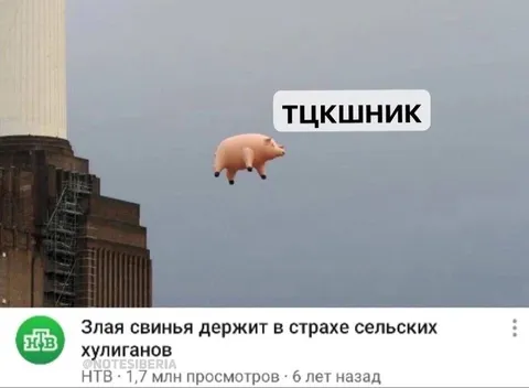 Злая свинья держит в страхе хулиганов