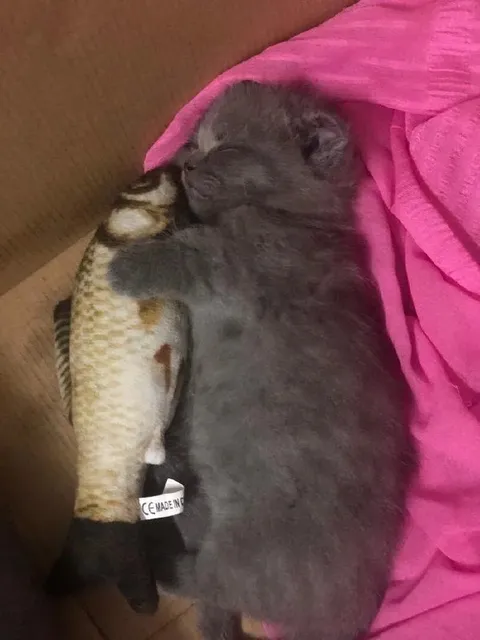 Котёнок обнимает рыбку