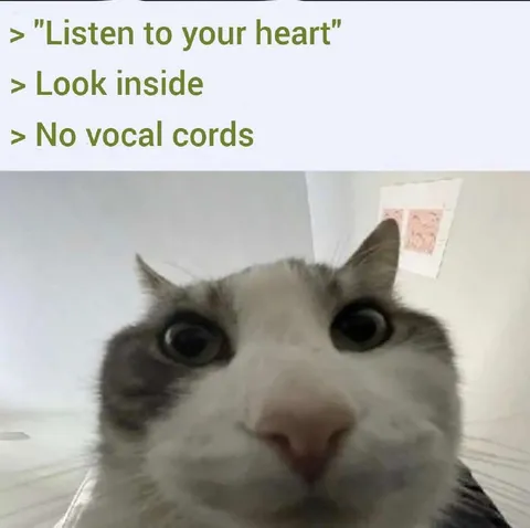 Listen to Your Heart Cat