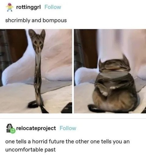 Shcrimbly and Bompous Cats