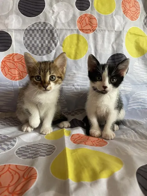 Два серьёзных котёнка