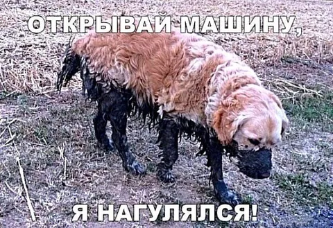 Грязная собака после прогулки