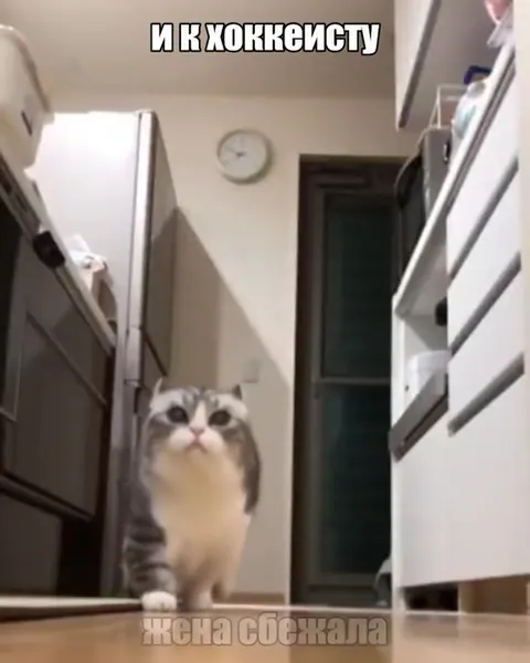 Крутые кошечки ждут дома