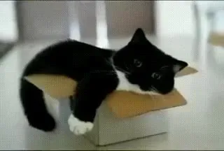 Кот пытается влезть в коробку