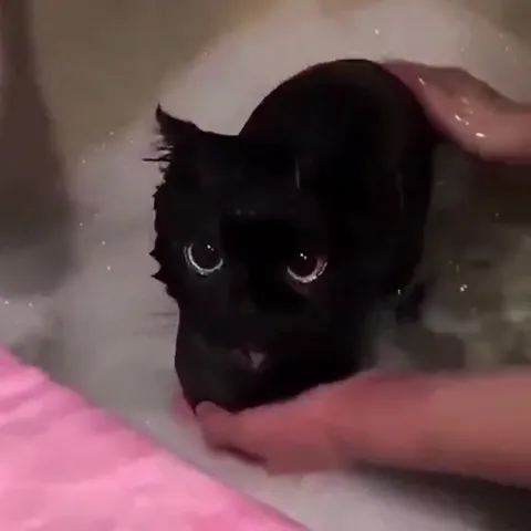 Чёрный кот в ванной