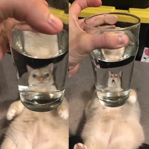 Кот под стаканом