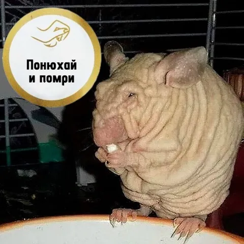 Понюхай и помри