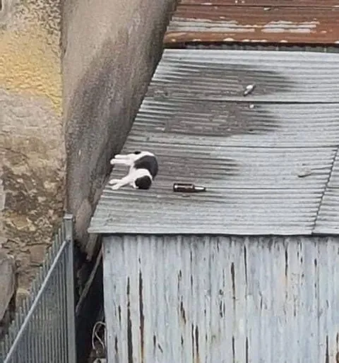Кот на крыше сарая