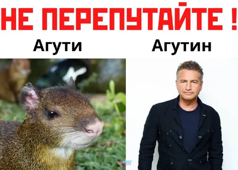 Не перепутайте агути и Агутина