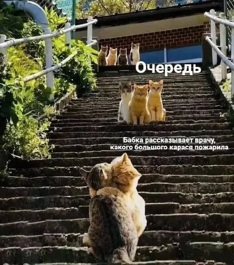 Очередь из котов
