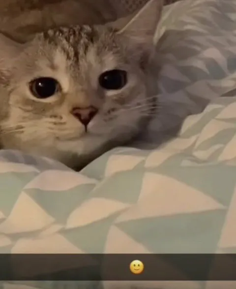 Котик под одеялом