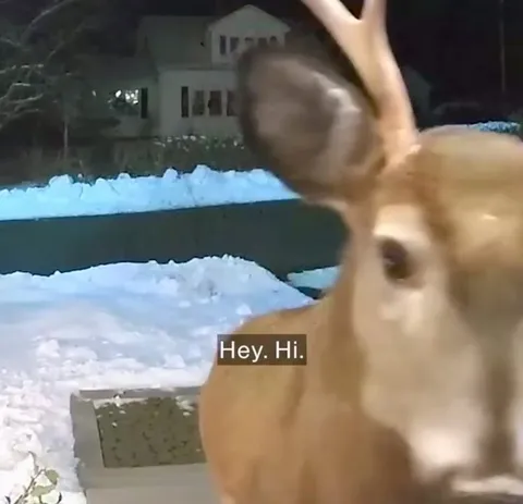 Deer Eats the Holiday Arrangement