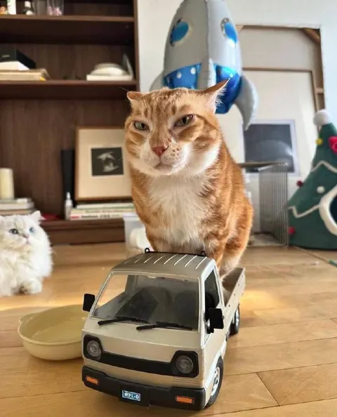 Кот за рулём игрушечного грузовика