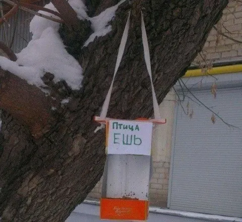 Птица, ешь