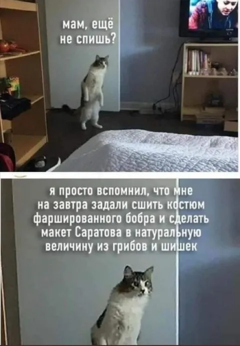 Кот не спит из-за задания