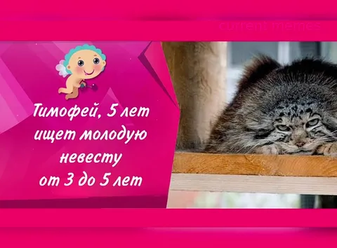 Тимофей ищет невесту