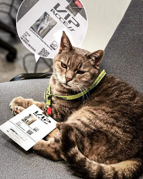 Имольский кот с VIP-пропуском