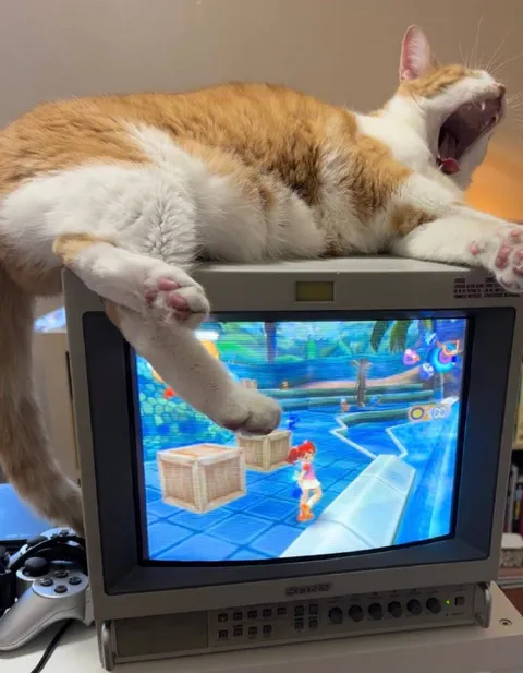 Кот захватил игровую приставку