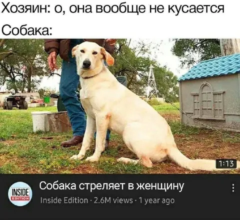 Собака, которая не кусается
