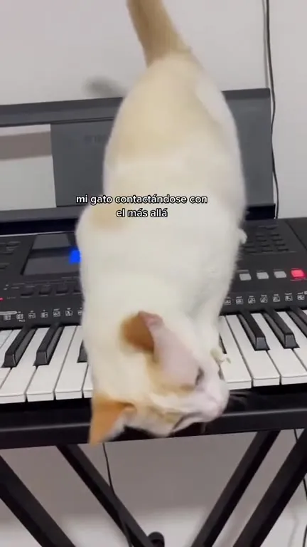 Mi gato contactándose con el más allá