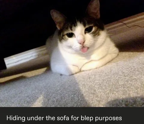 Cat Hiding for Blep Purposes