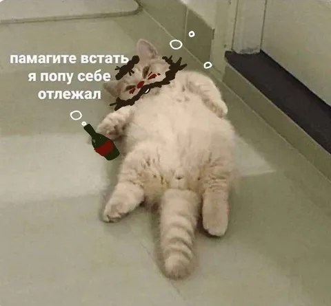Кот отлежал попу