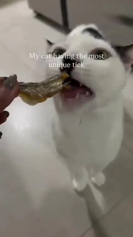 Cat With a Unique Tick