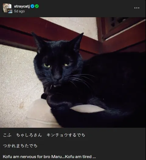 緊張して疲れた黒猫