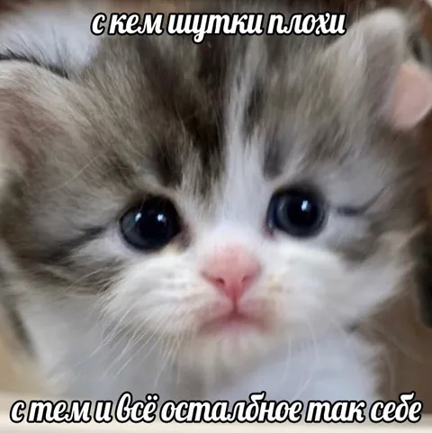 Котёнок с плохими шутками
