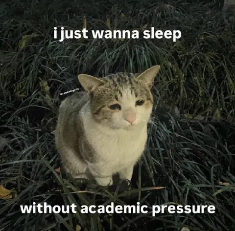 Cat Without Academic Pressure