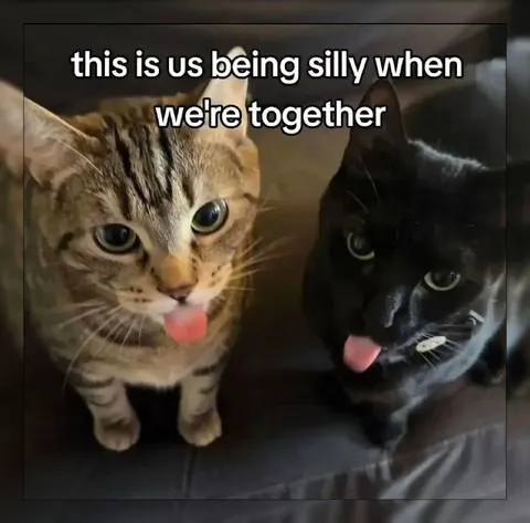 Cats Being Silly Together