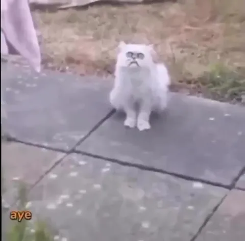 Weird-Looking Stray Cat Outside