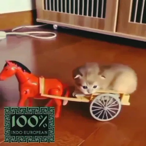 100% Indo-European Cat Cart