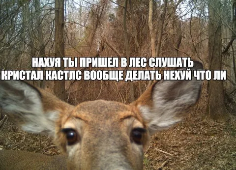 Олень слушает Crystal Castles