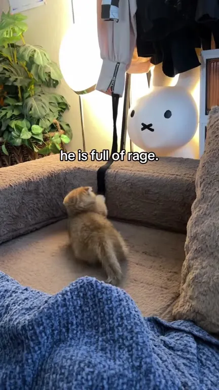 Kitten Full of Rage