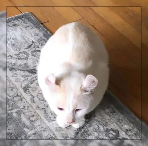 Белый кот на ковре