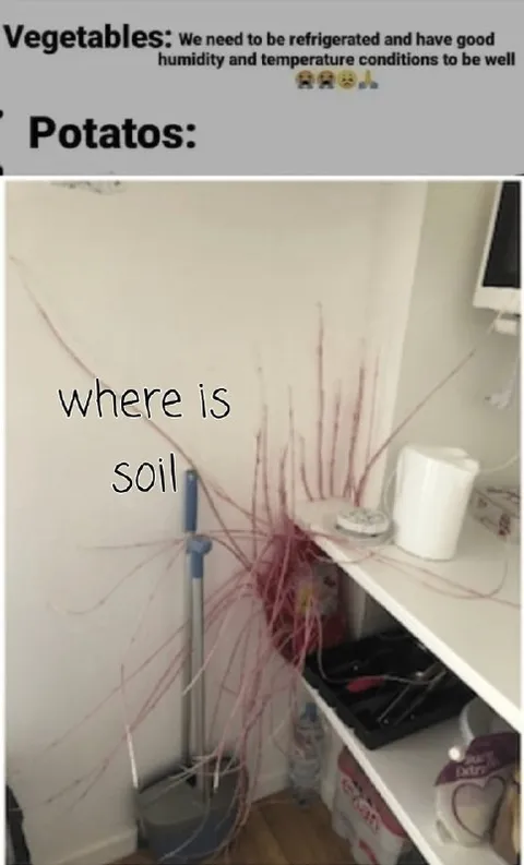 Potatoes Need Soil