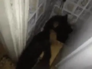 Чёрный кот появляется из щели