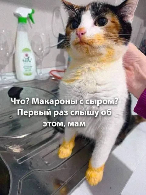 Кот впервые слышит о макаронах