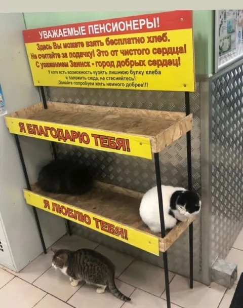 Кошки благодарят за бесплатный хлеб