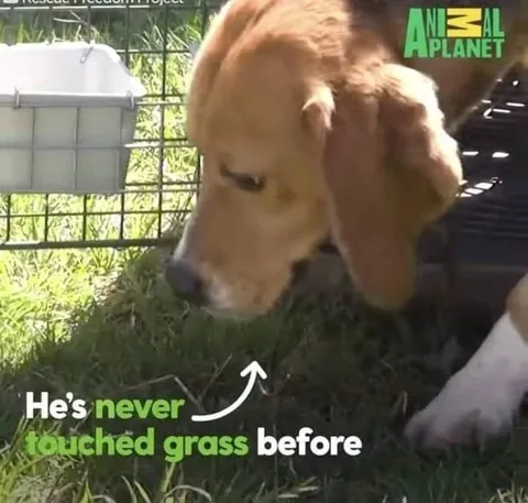 Never Touched Grass Before