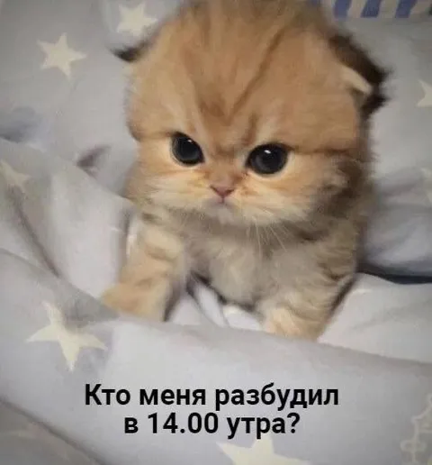Котёнок, разбуженный в 14:00