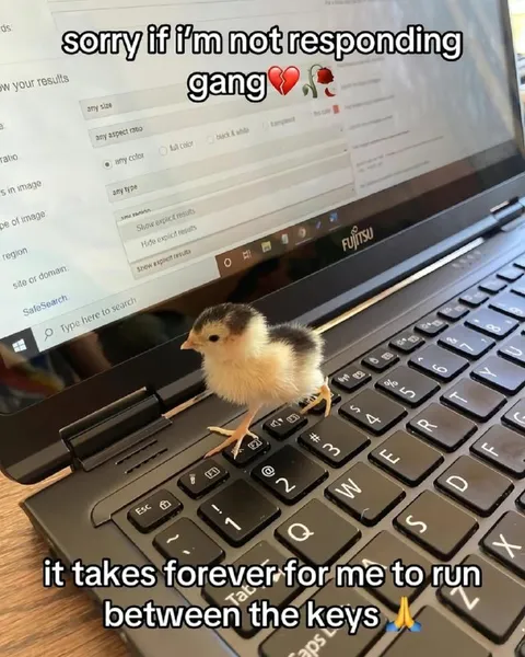 Chick Takes Forever to Respond