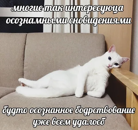 Осознанное бодрствование кота