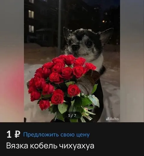Чихуахуа с букетом роз