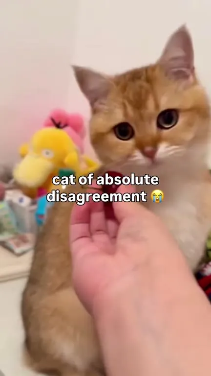 Cat of Absolute Disagreement
