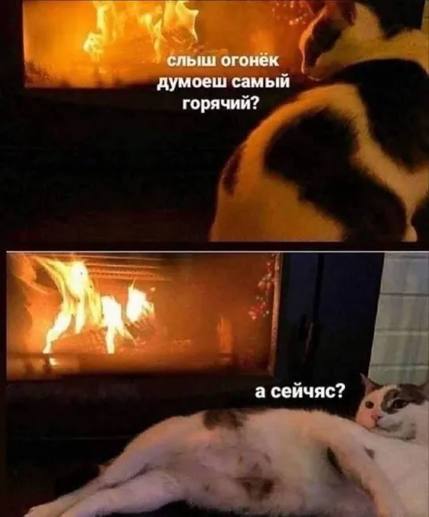 Кот проверяет, кто горячее